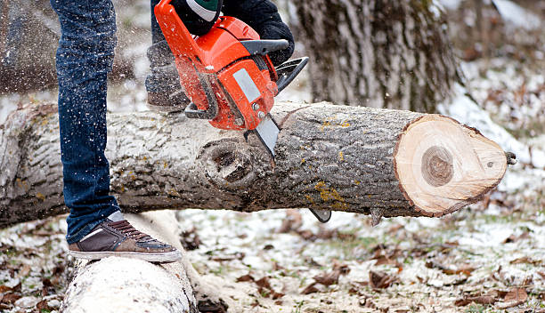 istock Agricultural activities - Man cutting trees with chainsaw and to 469734741