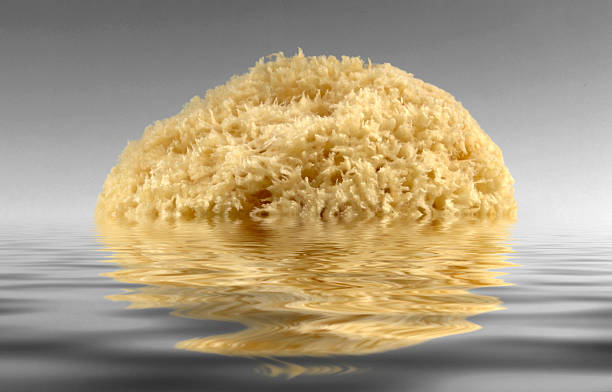 sinking yellow natural sponge sinking yellow natural sponge on reflective water surface in grey back sponge bath sponge nature animal stock pictures, royalty-free photos & images