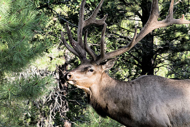 istock Deer in the forest, Arizona, USA 469735143