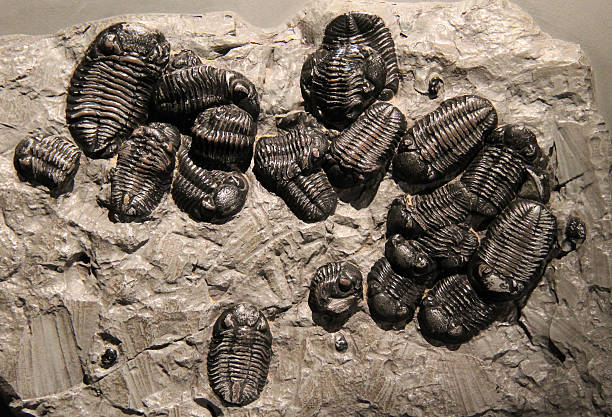 istock Trilobite Stone Fossil. 469735157
