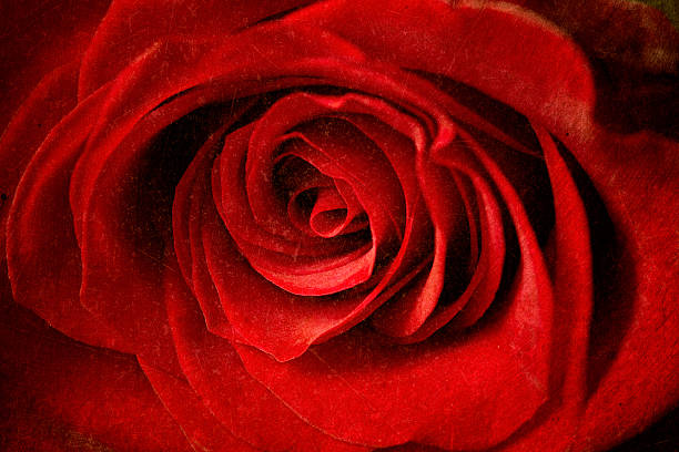 istock beautiful close up red rose 469735229