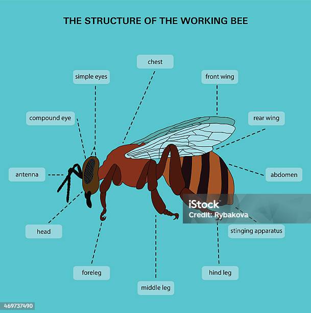 Bee Inner Structure The Structure Of The Working Bee Stock Illustration - Download Image ...