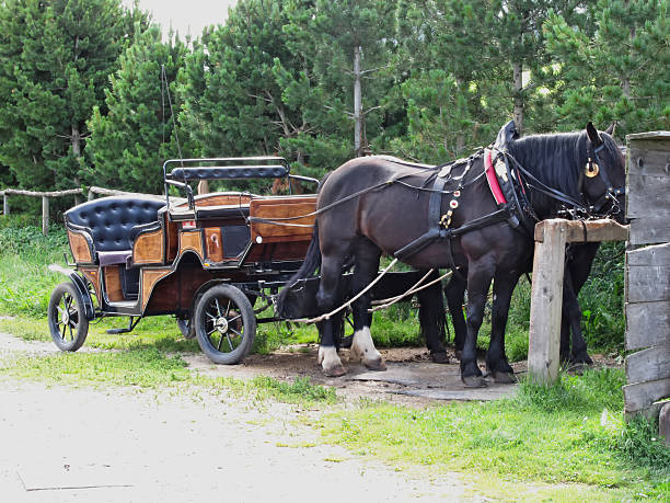 Touristic horse drawn calash Touristic horse drawn calash waiting for clients caleche stock pictures, royalty-free photos & images