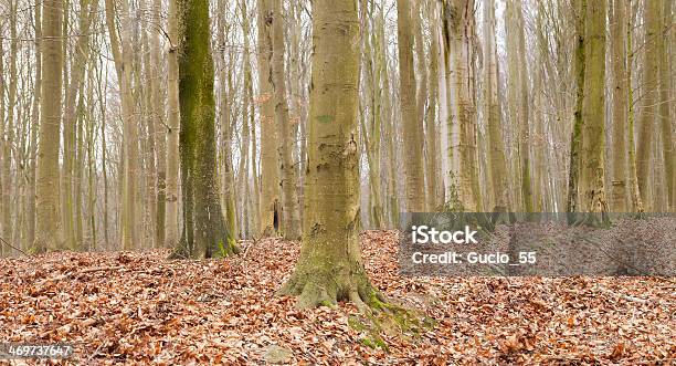 Foresta Autunnale - Fotografie stock e altre immagini di Albero - Albero, Albero deciduo, Ambientazione esterna