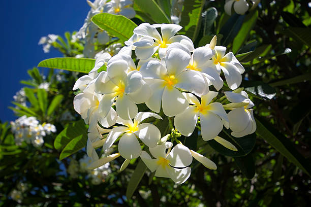 istock Plumeria or the common name Frangipani flower. 469738304