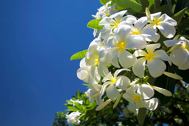 istock Plumeria or the common name Frangipani flower. 469738330