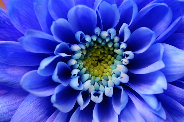 istock Macro of blue aster flower 469738657