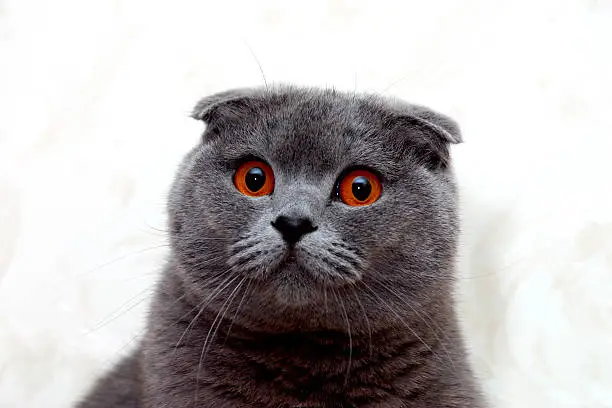 quite rare cat breed named Scottish Fold with fabulous ears and eyes