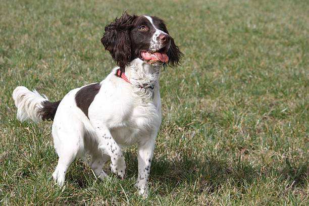 istock working type english springer spaniel pet gundog waiting patie 469738830