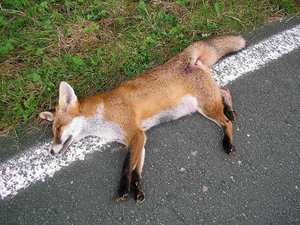 dead fox dead red fox autounfall stock pictures, royalty-free photos & images