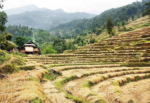 cutting field of rice - harvest in Nepal
