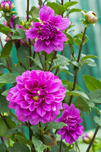 istock Violet Garden Dahlia 469739615