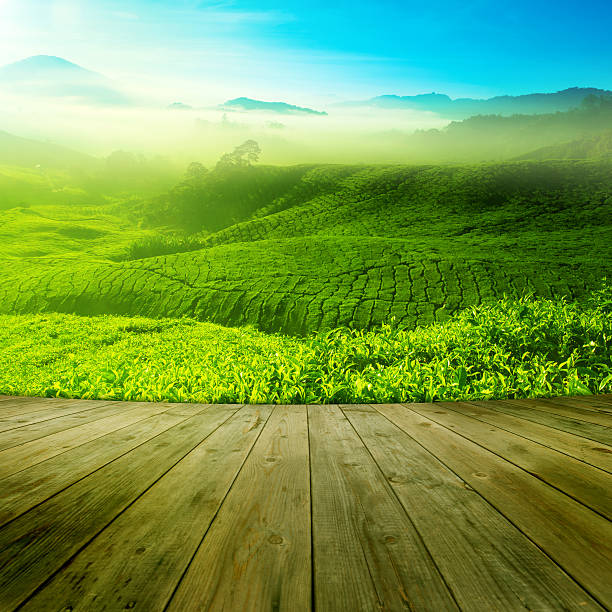 istock Nature view of green tea field with cloudy sky 469742336