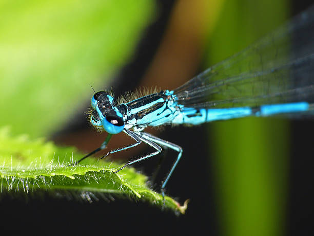 istock Little dragonfly turkish damselfly blue up leaf 469742742