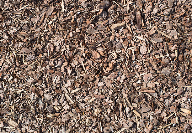 istock Fresh wet wood chip from pine tree, nature texture 469742888