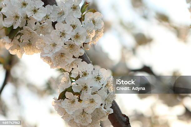 Blooming Cherry Tree Stock Photo - Download Image Now - 2015, Beauty In Nature, Branch - Plant Part