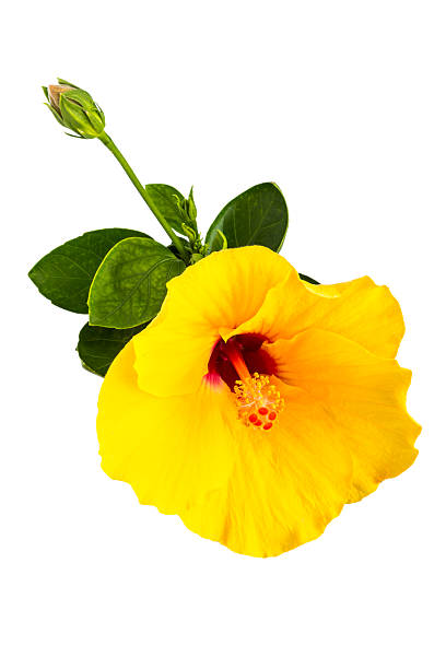 istock Yellow hibiscus isolated on white background 469742970