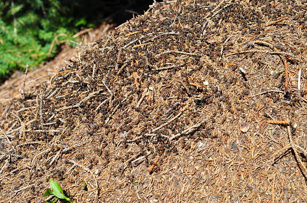 istock Big anthill with colony of ants in summer forest 469742986