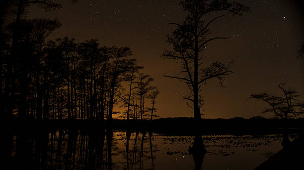 estrelas no céu nocturno atrás das árvores silhouetted pântano - reelfoot lake imagens e fotografias de stock