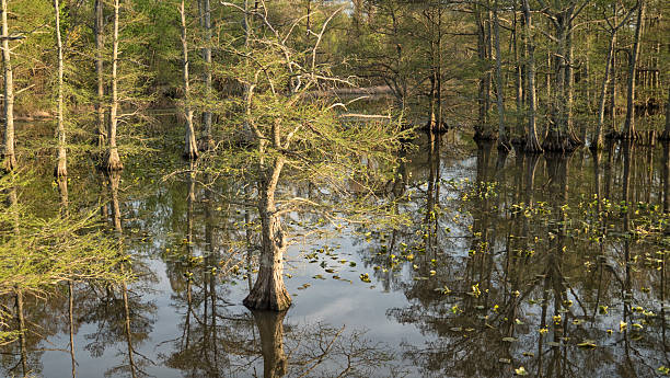 lago reelfoot swamp - reelfoot lake imagens e fotografias de stock