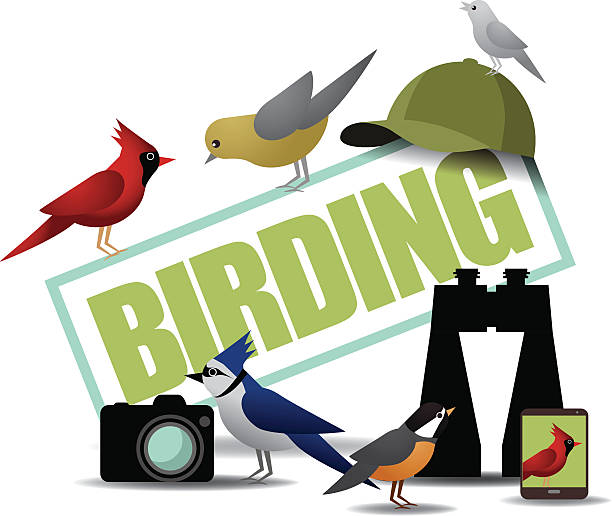 ilustraciones, imágenes clip art, dibujos animados e iconos de stock de aves icono con binoculares cámara y teléfono inteligente - harbinger