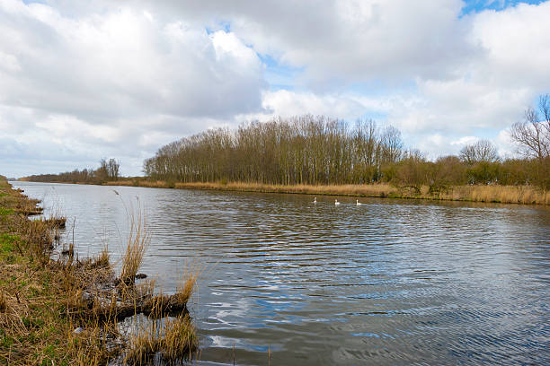 istock Reed along a canal under a cloudy sky in spring 469743756