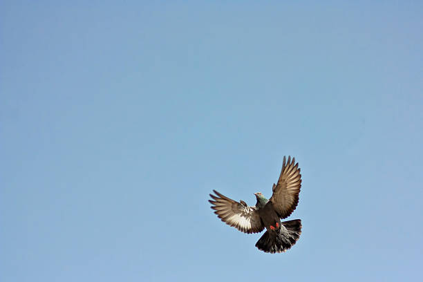 istock Dove in the air with wings wide open 469745904