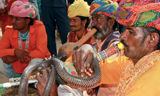 Rajsathan,India,November-22,2012: Snake charmer performing with his hooded Indian Cobra at annual Pushkar camel fair Rajasthan,India