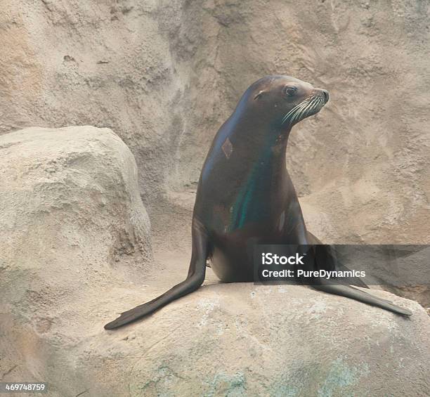 Australian Sea Lion Stock Photo - Download Image Now - Animal, Animal Themes, Animal Whisker