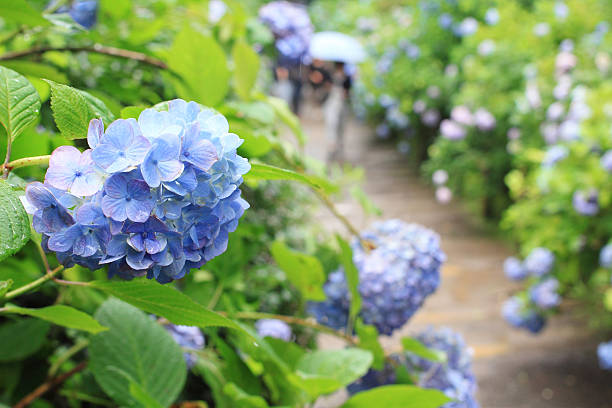 hortensia jardin au japon - kamakura photos et images de collection