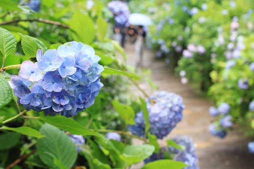 Hydrangea flower in the garden of Kamakura, Japan