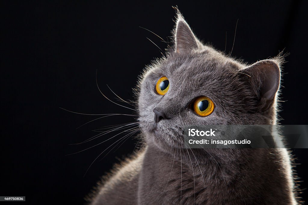 Cat looking portrait British cat portrait on black background 2015 Stock Photo