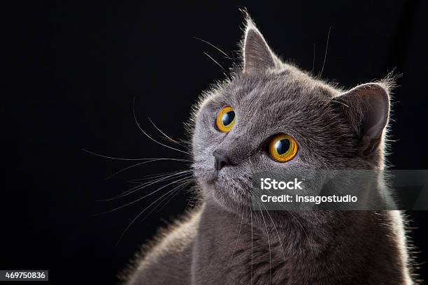 Cat Looking Portrait Stock Photo - Download Image Now - 2015, Animal, Animal Body Part