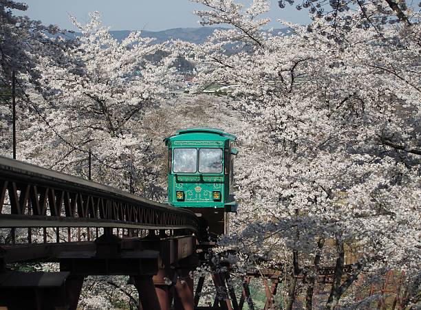 istock Slope car passing through tunnel of cherry blossom (Sakura) 469750988