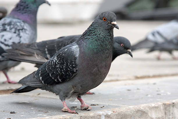 istock dove. Grey pigeon Shooting on street 469750990