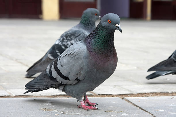 istock dove. Grey pigeon Shooting on street 469750996