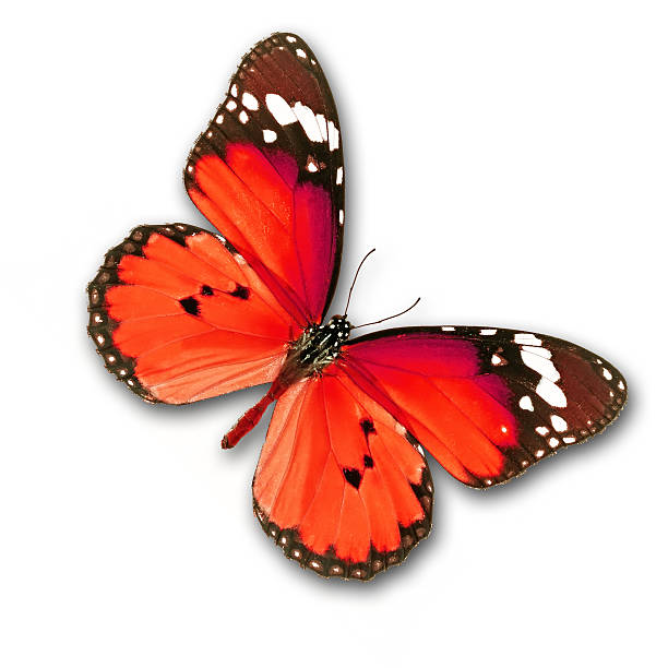 istock Beautiful Red butterfly isolated on white background 469752165