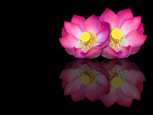 indian lotus mirror reflection on black background - scented asia asian culture bunch fotografías e imágenes de stock
