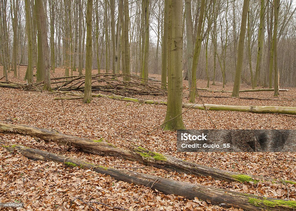 Forêt d’automne - Photo de Angiosperme libre de droits