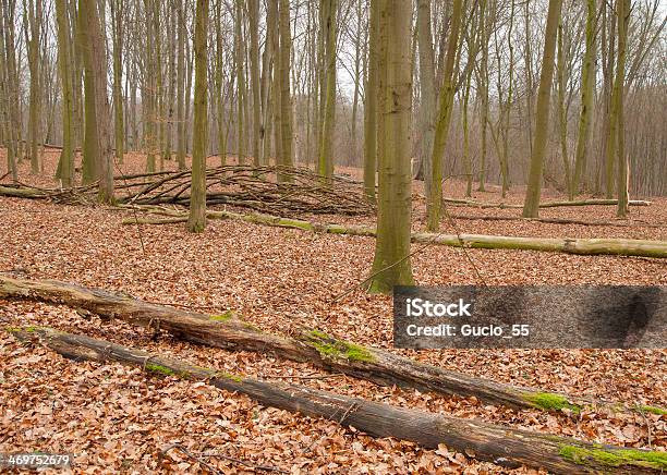 Photo libre de droit de Forêt Dautomne banque d'images et plus d'images libres de droit de Angiosperme - Angiosperme, Arbre, Arbre à feuilles caduques