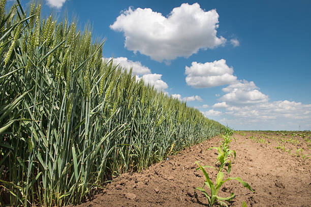 istock field of green wheat 469752689