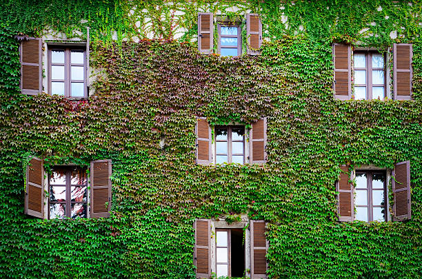 istock Building wall and windows covered with ivy, vine 469752741