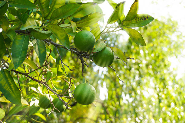 lime grün baum hängen von der filialen - agriculture branch cut flowers citrus fruit stock-fotos und bilder