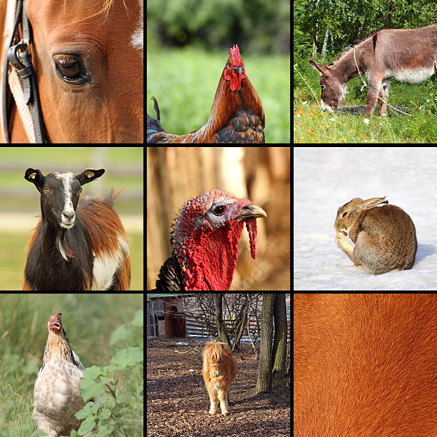 dziewięć zwierząt z danego gospodarstwa - ponny zdjęcia i obrazy z banku zdjęć
