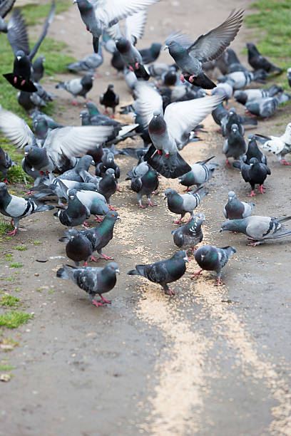 istock Pigeons eating in the park 469753674