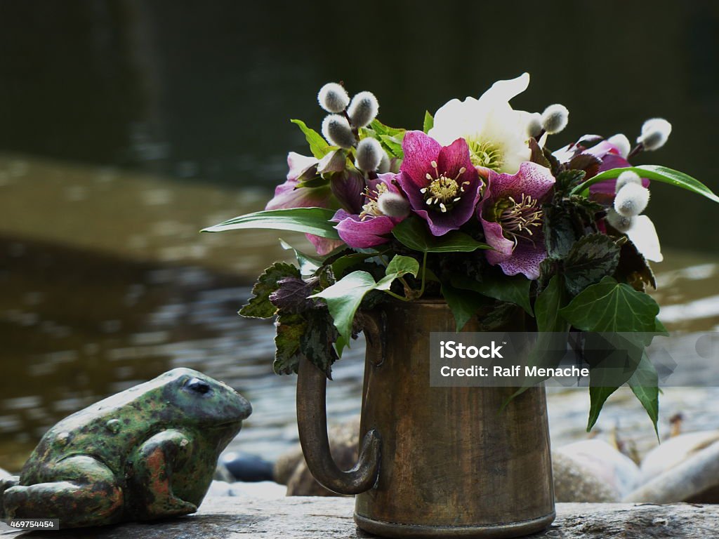 Around our pond -  The Frog and the Easter bouquet... Around our pond -  The Frog and the coulorful Easter bouquet of Helleborus orientalis... 2015 Stock Photo