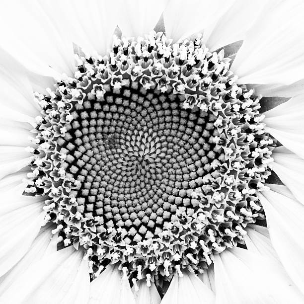 istock Sunflower in black and white 469754639