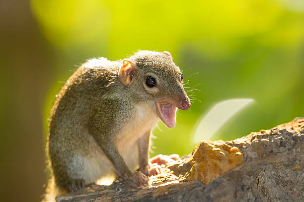 Common treeshrew – Foto