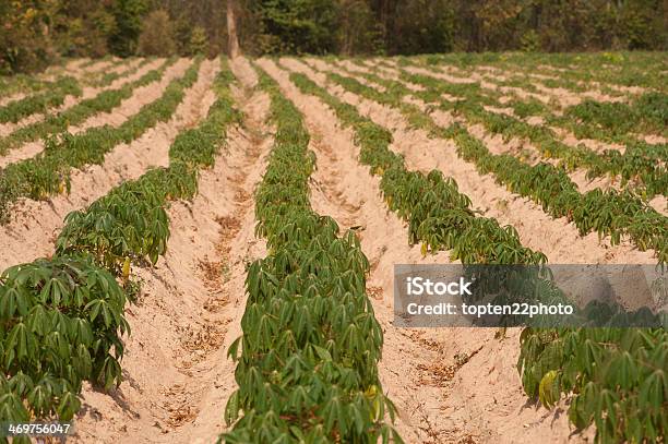 Cassava Growers Stockfoto und mehr Bilder von Agrarbetrieb - Agrarbetrieb, Asien, Bildhintergrund