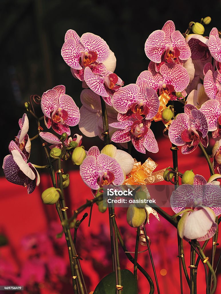 Wunderschöne Phalaenopsis - Lizenzfrei Asiatische Kultur Stock-Foto